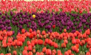 unique tulip in a field 