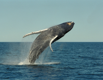 Whale?